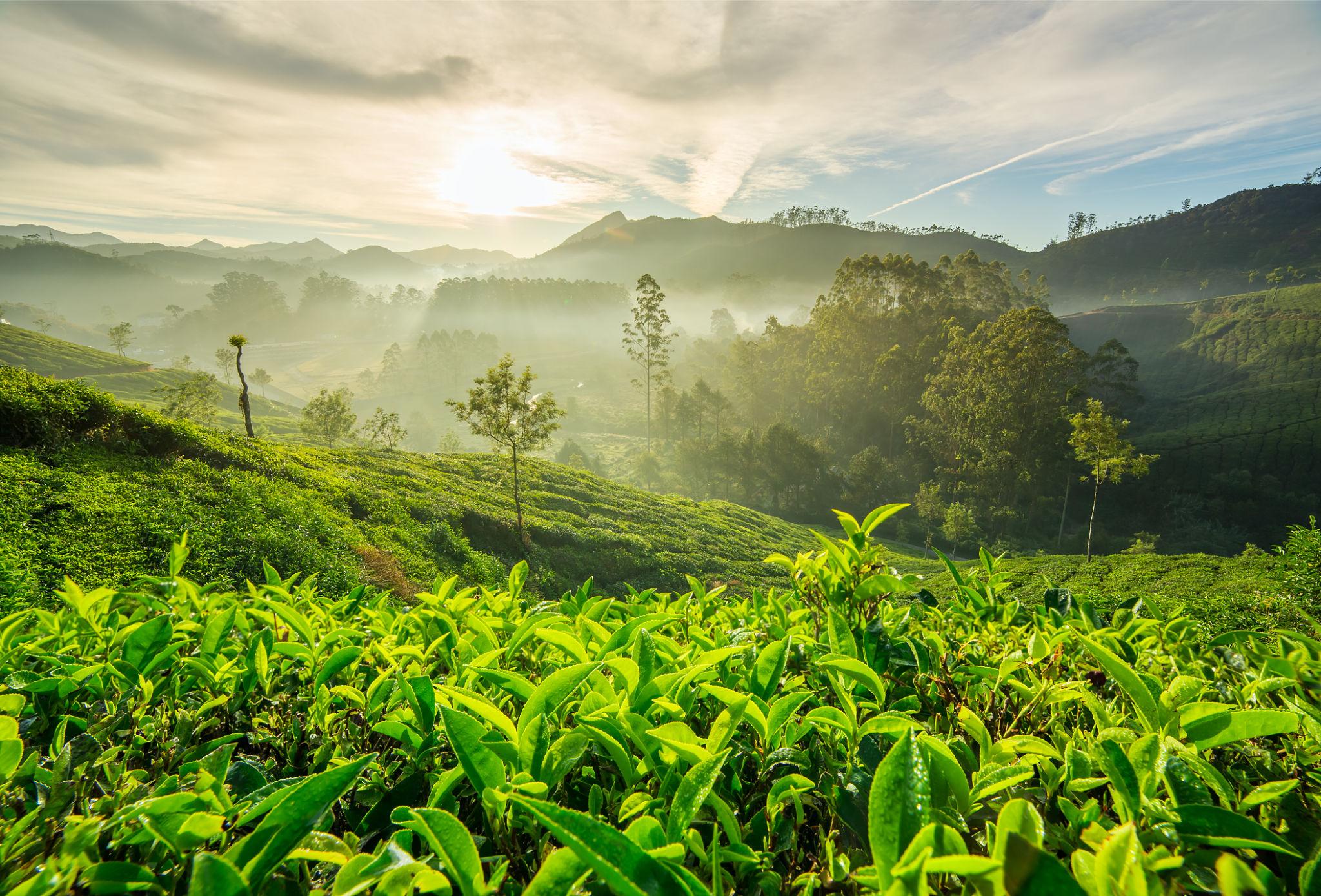 Tea Gardens